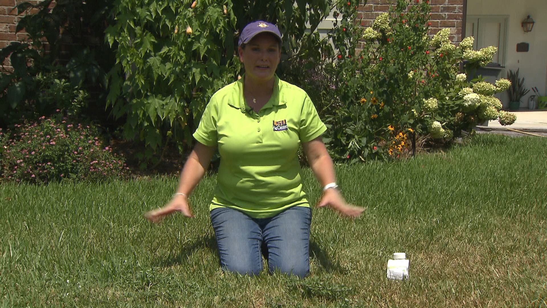Get It Growing: Punch out Virginia Buttonweed in your lawn